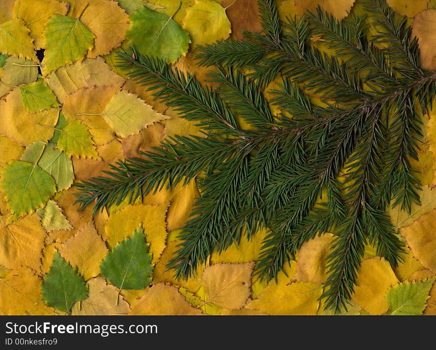 Celebratory composition from autumn leaves and a fur-tree branch