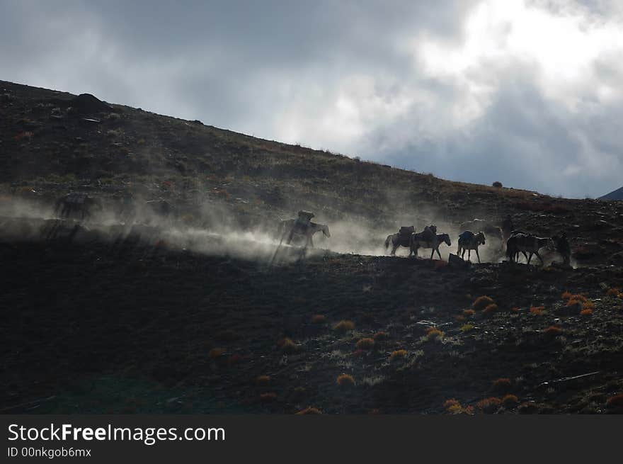 Horses of a trekker group, Ladakh, India.