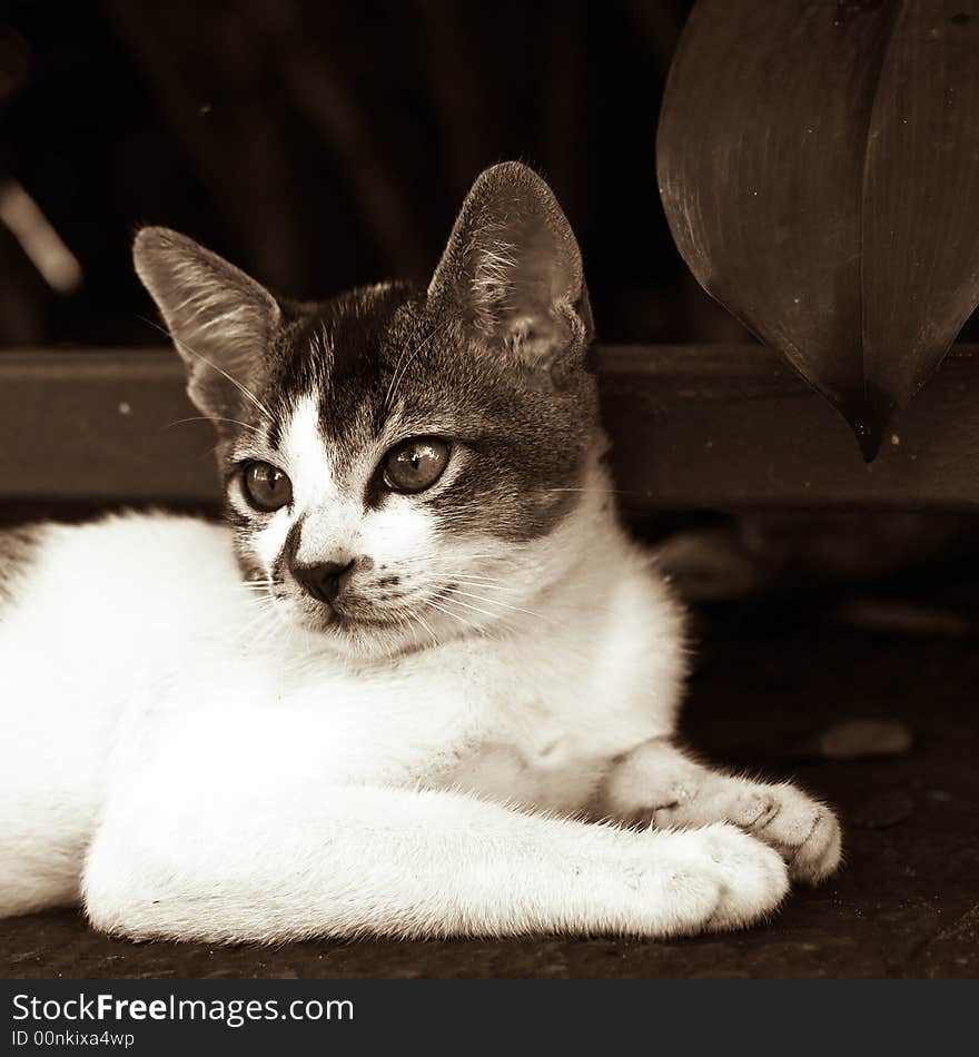 Stray kitten resting in between play. Seen on the street and sepia toned.