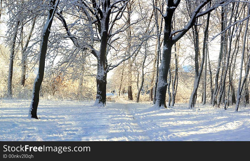 Cover of first snow on a trees. Cover of first snow on a trees