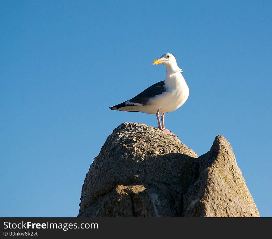 Birds on the sand