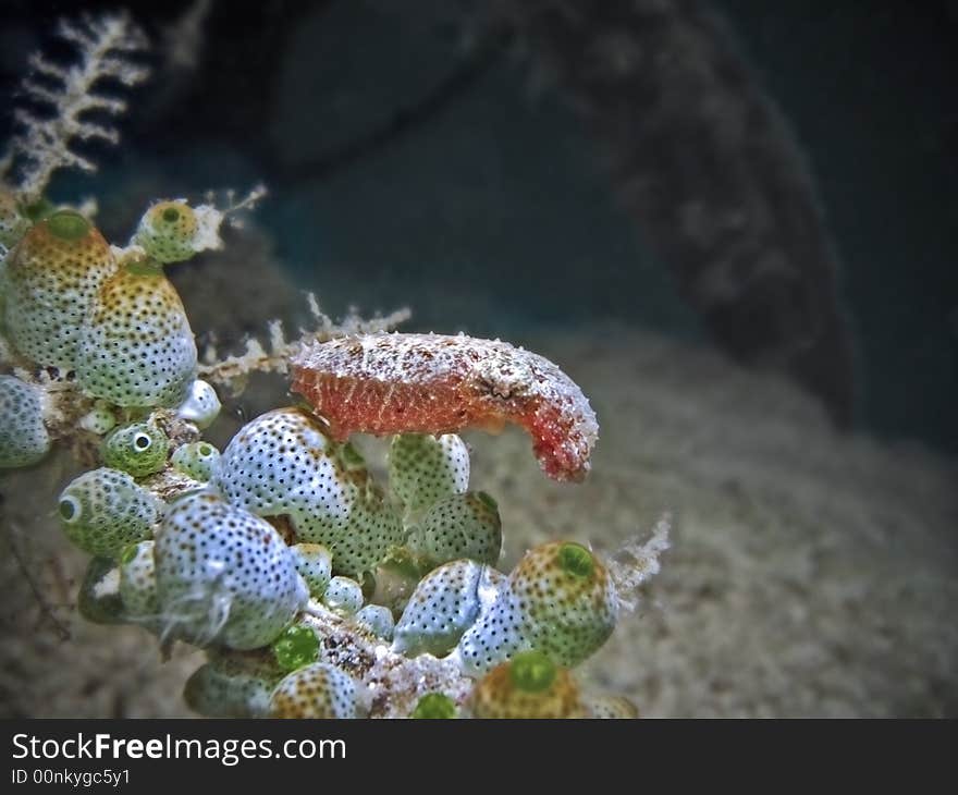 A scene taken at night when cephalopods come out to feed. A scene taken at night when cephalopods come out to feed