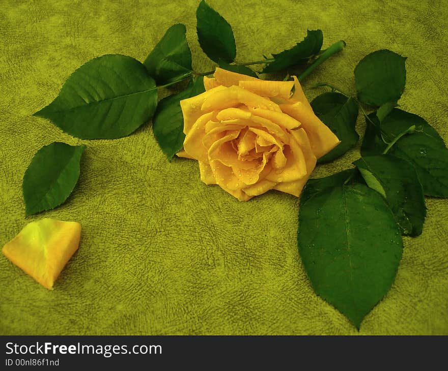 Yellow rose for decoration over background