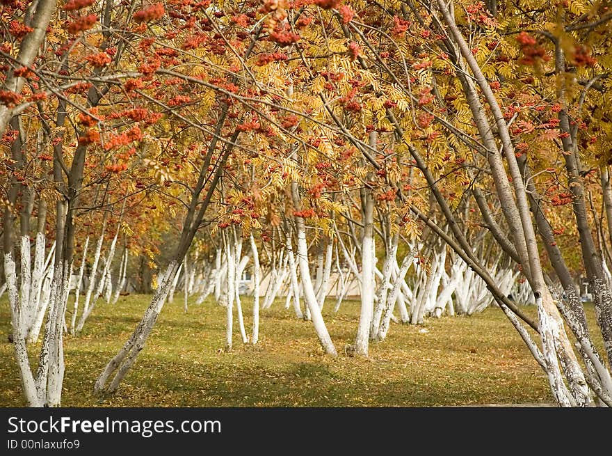 Park in autumn