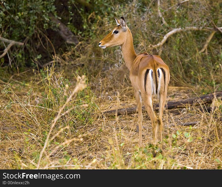 An image of a thomson gazelle on the maasai mara in Kenya.