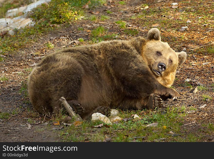 Sleeping brown European bear