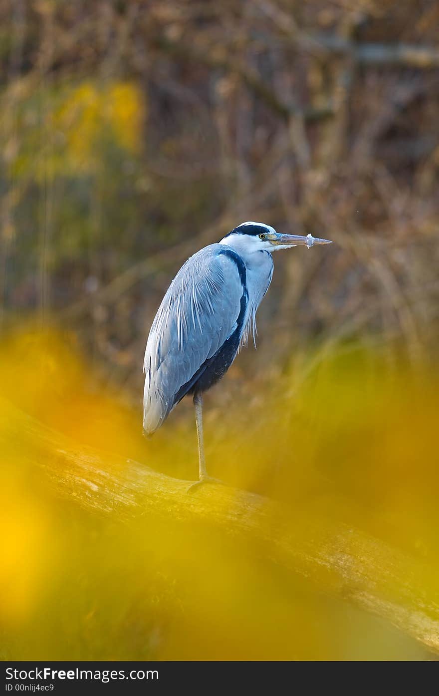 Grey Heron