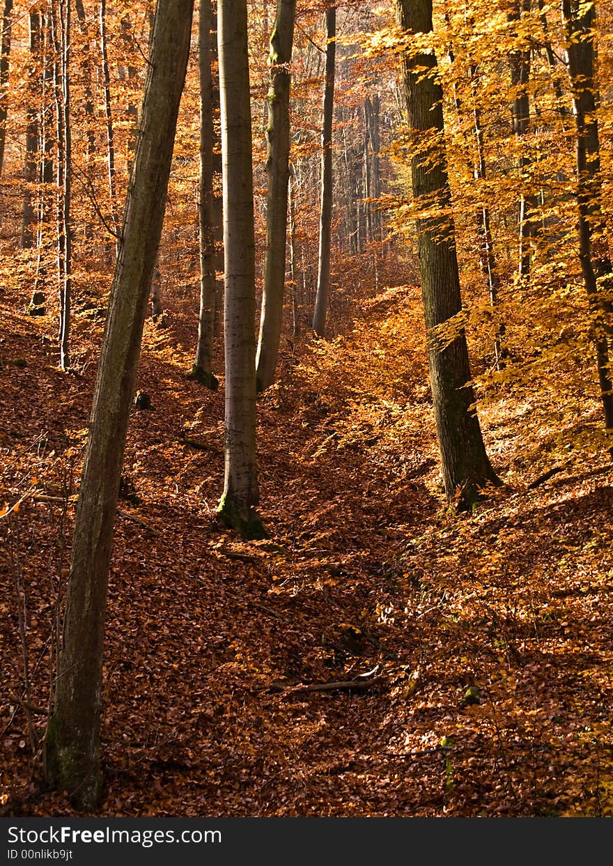 Look through a german forest with yellow and brown leaves