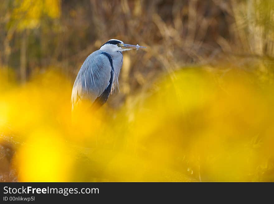 Grey heron