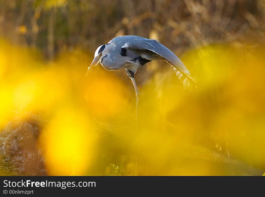 Grey Heron