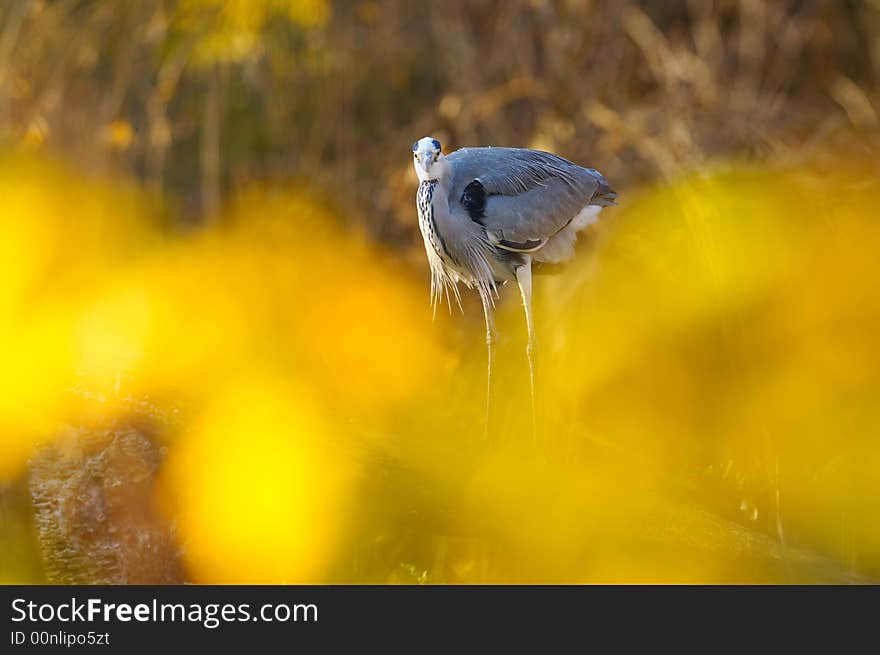 Grey Heron