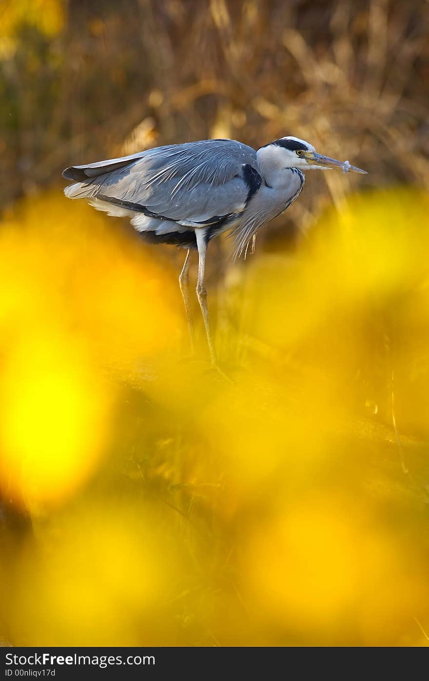 Grey heron