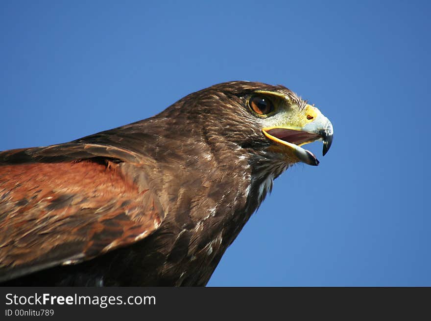 Buzzard