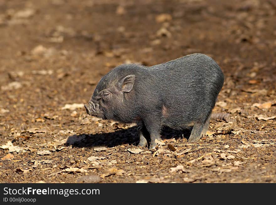 Baby vietnamese pig