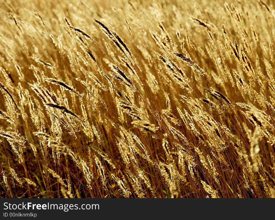 Grass in the field under wind