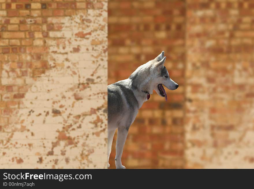 Husky dog hiding behind brick wall