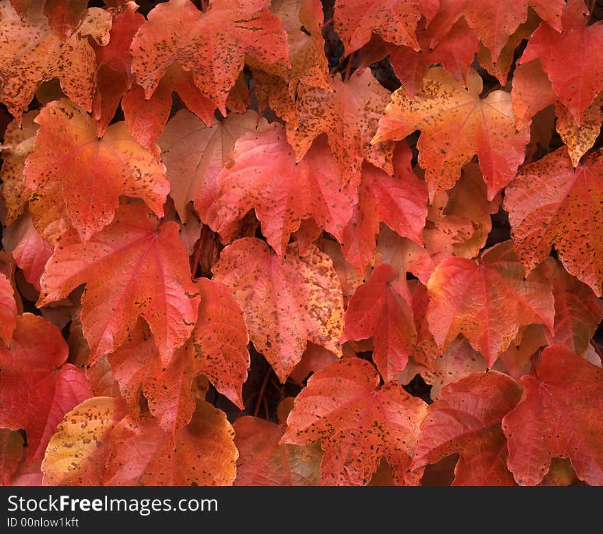 A wall of red leaves in fall. A wall of red leaves in fall