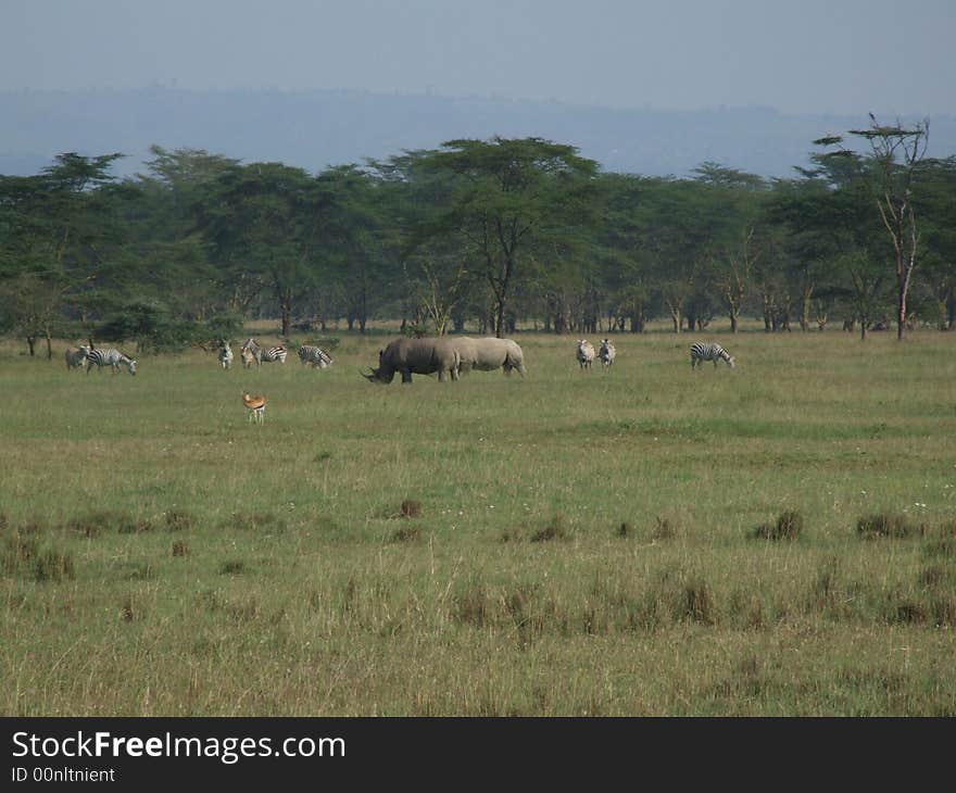 Safari in Lake Nakuru National Park, Kenya