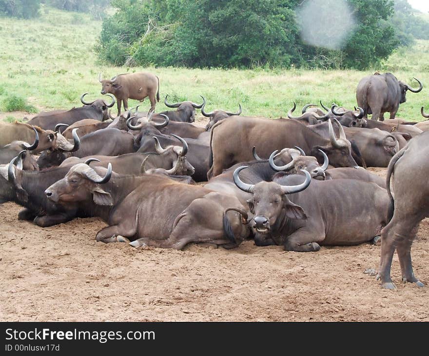 A group of african buffaloes