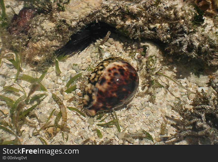 Exotic shell,  moving in the water of lagoon . Coral , sands sea leaves as the background . Exotic shell,  moving in the water of lagoon . Coral , sands sea leaves as the background .