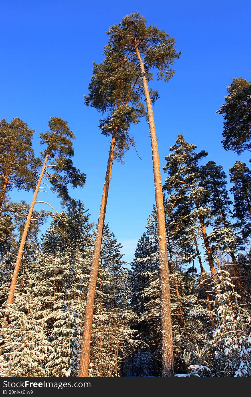 Winter pine forest many snow