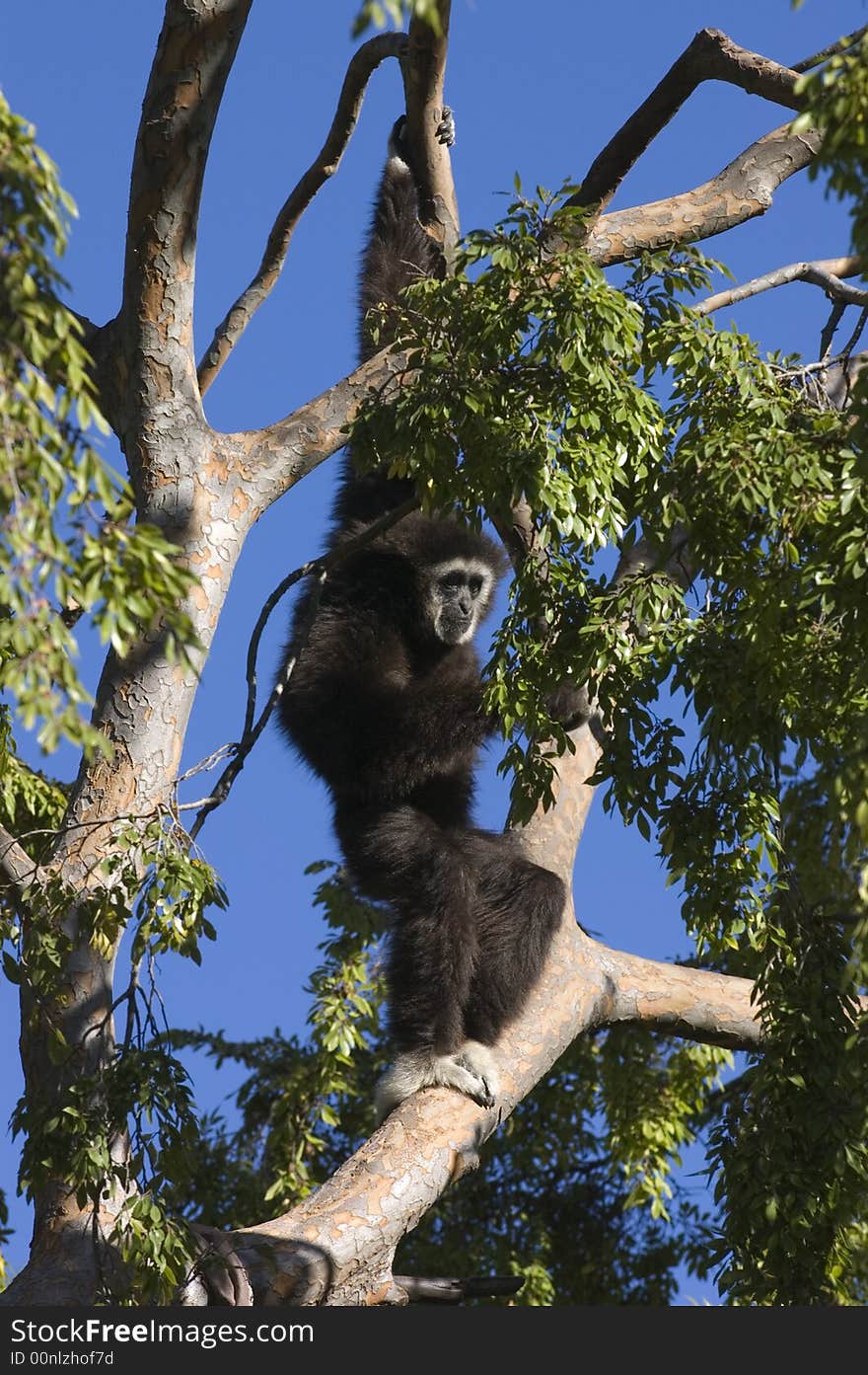 White Handed Gibbon