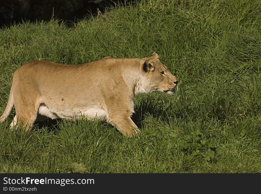 Lioness stalking prey