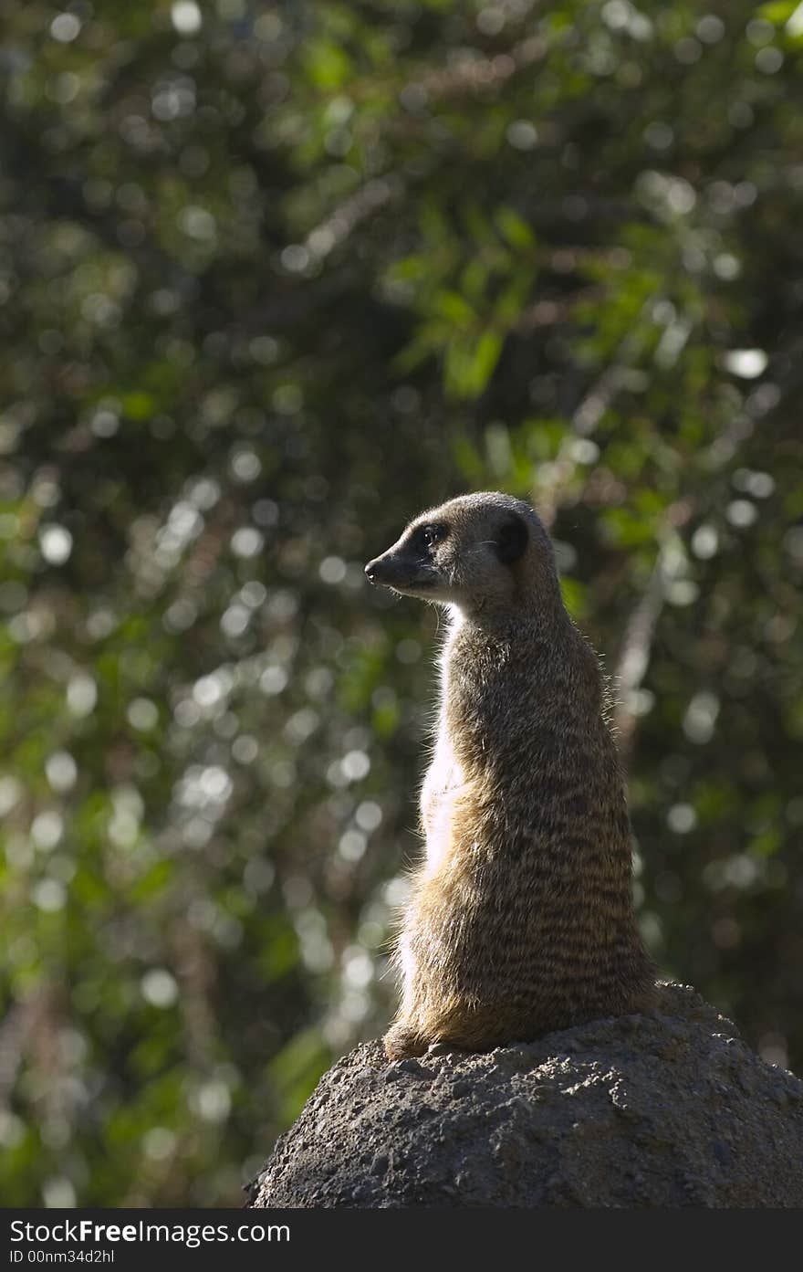 Slender tailed meerkat on guard, watching for danger while others play fight