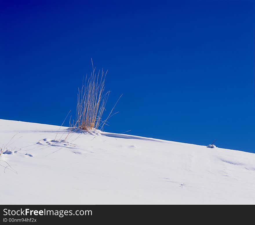 A bunch of grass on a snow bank. A bunch of grass on a snow bank