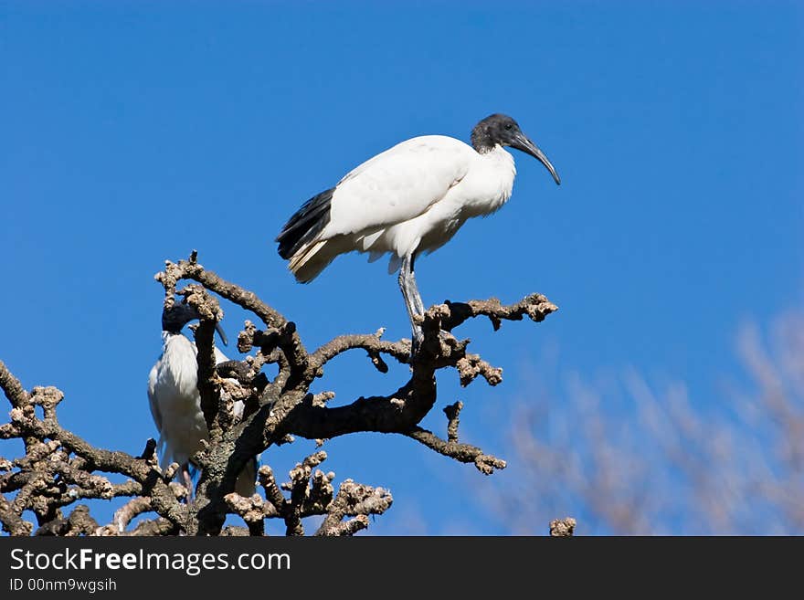 An Australian Ibis in a tree against a blue sky