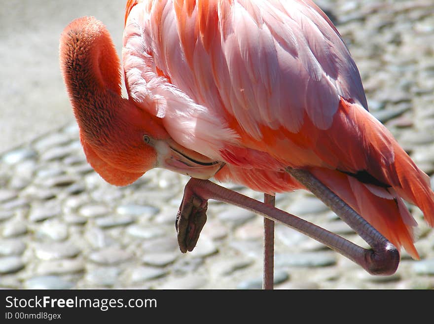 Closeup of a pink flamingo preening feathers with his beak