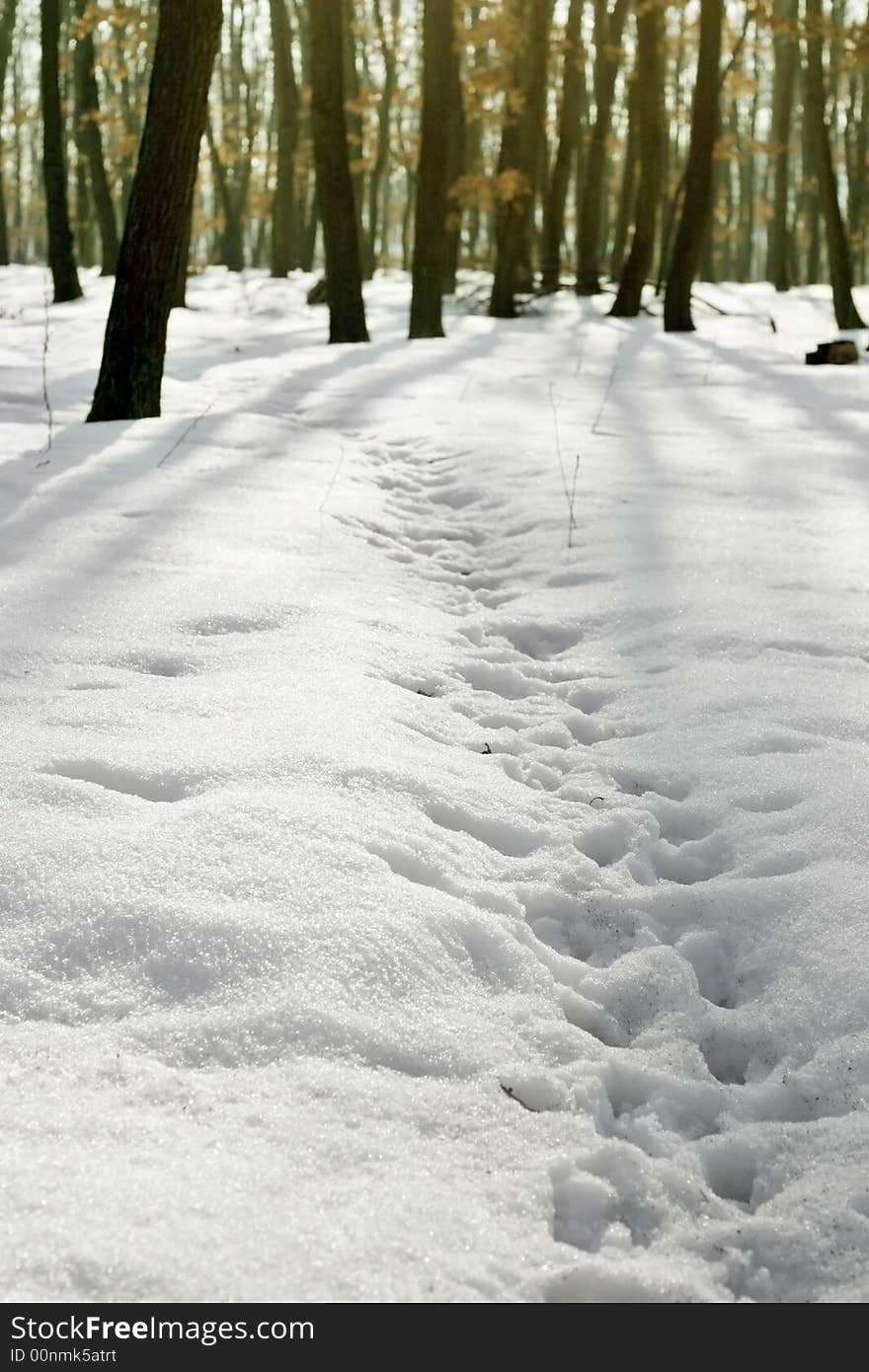 Winter in forest. Snow in forest. Winter in forest. Snow in forest.