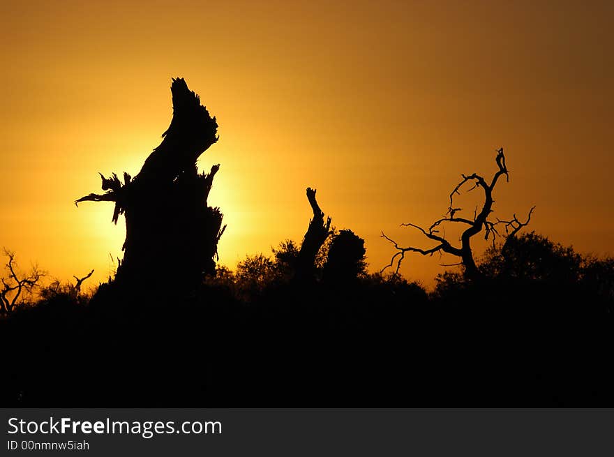 The sunrise makes a silhouette of the diversifolious poplar forest in Mulei desert. 
The diversifolious poplar is the dominant native woody species distributed in the desert of Mulei, east of Xinjiang province in China, which borders Mongolia
Fall of 2007. The sunrise makes a silhouette of the diversifolious poplar forest in Mulei desert. 
The diversifolious poplar is the dominant native woody species distributed in the desert of Mulei, east of Xinjiang province in China, which borders Mongolia
Fall of 2007