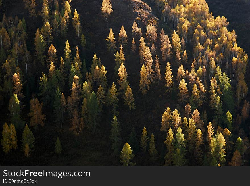 The pine trees stand on roadside mountains from Tiereketi to Baihaba, with sunlight on the yellow top. 
Northern Xinjiang, China 
October, 2007. The pine trees stand on roadside mountains from Tiereketi to Baihaba, with sunlight on the yellow top. 
Northern Xinjiang, China 
October, 2007