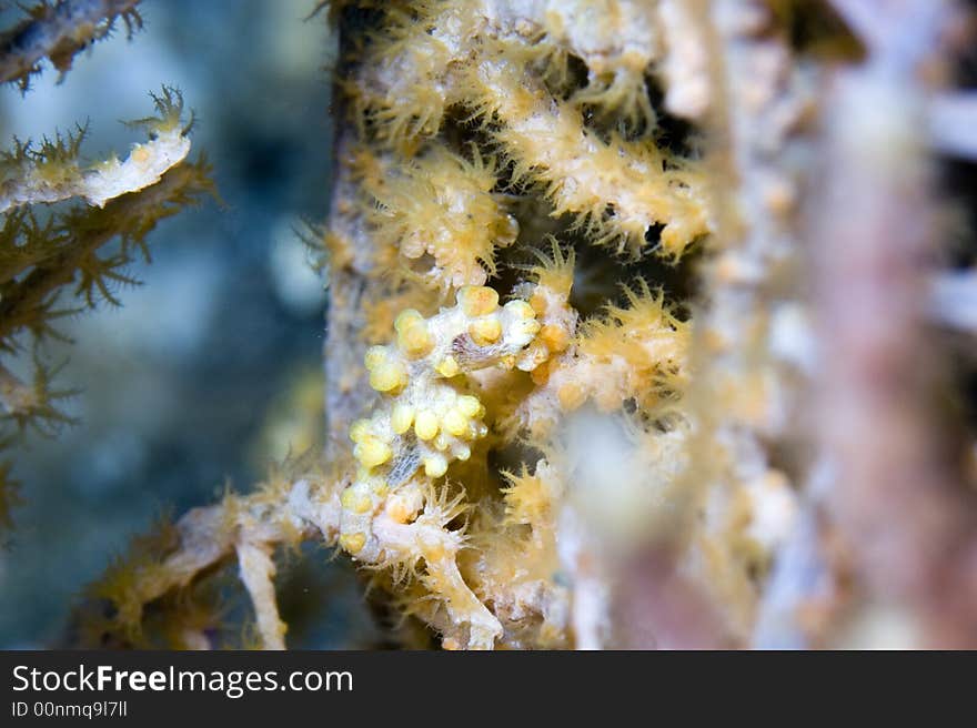 Pygmy seahorse:Hippocampus bargibanti on gorgonian coral:Muricella paraplectana,  Lembeh Straits, Sulawesi,Indonesia,South-east asia