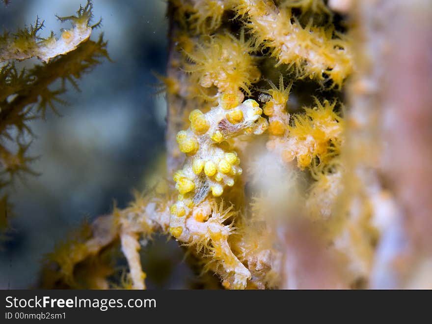 Pygmy seahorse:Hippocampus bargibanti on gorgonian coral:Muricella paraplectana,  Lembeh Straits, Sulawesi,Indonesia,South-east asia. Pygmy seahorse:Hippocampus bargibanti on gorgonian coral:Muricella paraplectana,  Lembeh Straits, Sulawesi,Indonesia,South-east asia