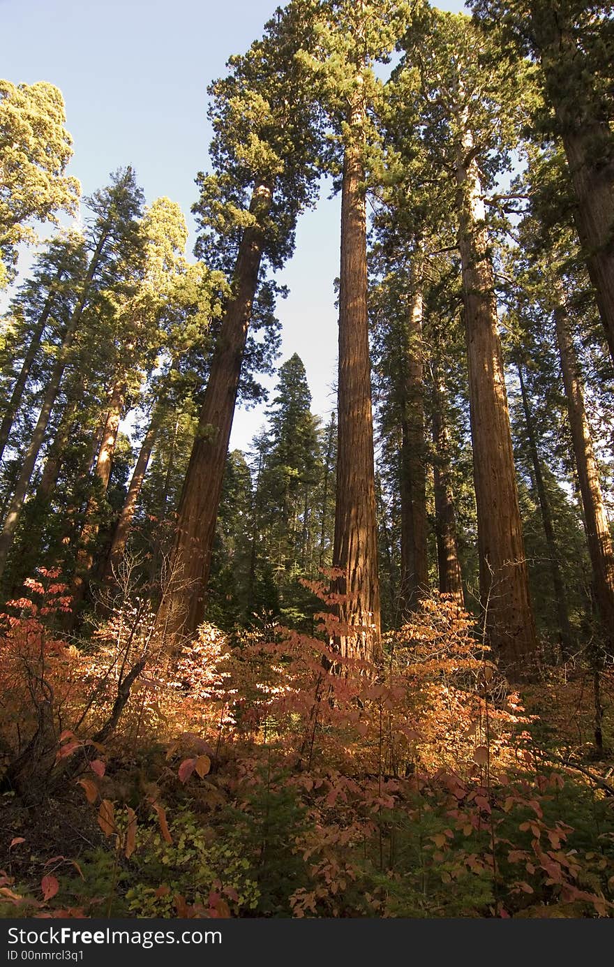 Sequoias,calaveras big trees state park,california,sierra nevada. Sequoias,calaveras big trees state park,california,sierra nevada