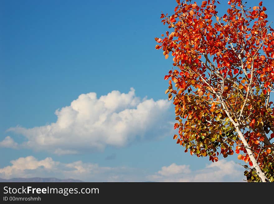 This red-leaf forest is about 20km far from 185 Tuanchang along China's borders at Kazakhstan, in the northern part of Xinjiang Uygur Autonomous Region. Fall of 2007. This red-leaf forest is about 20km far from 185 Tuanchang along China's borders at Kazakhstan, in the northern part of Xinjiang Uygur Autonomous Region. Fall of 2007