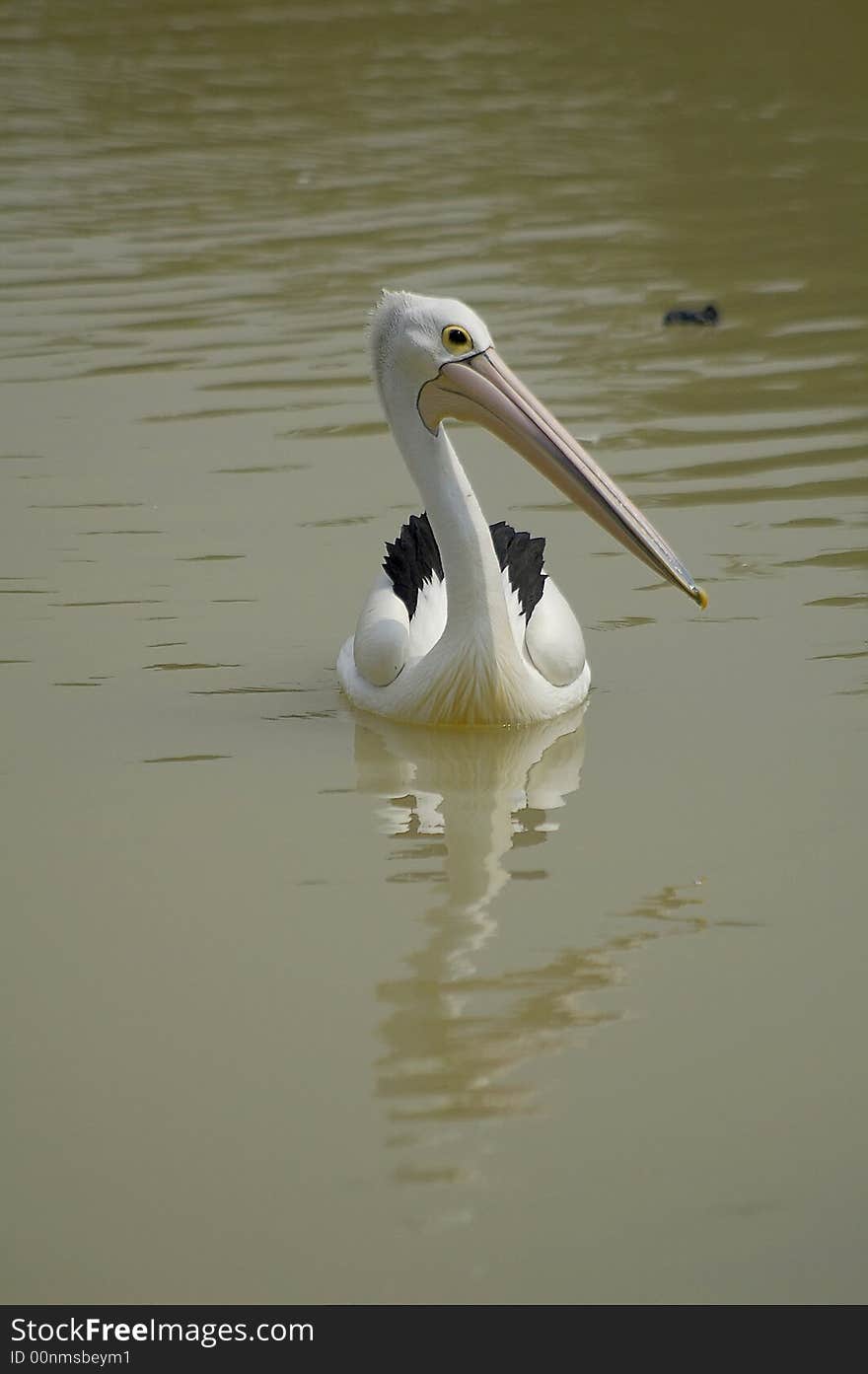 Pelican