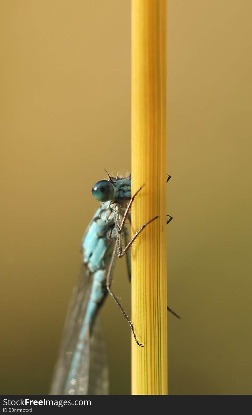 Macro of damselfly on grass stem. Macro of damselfly on grass stem