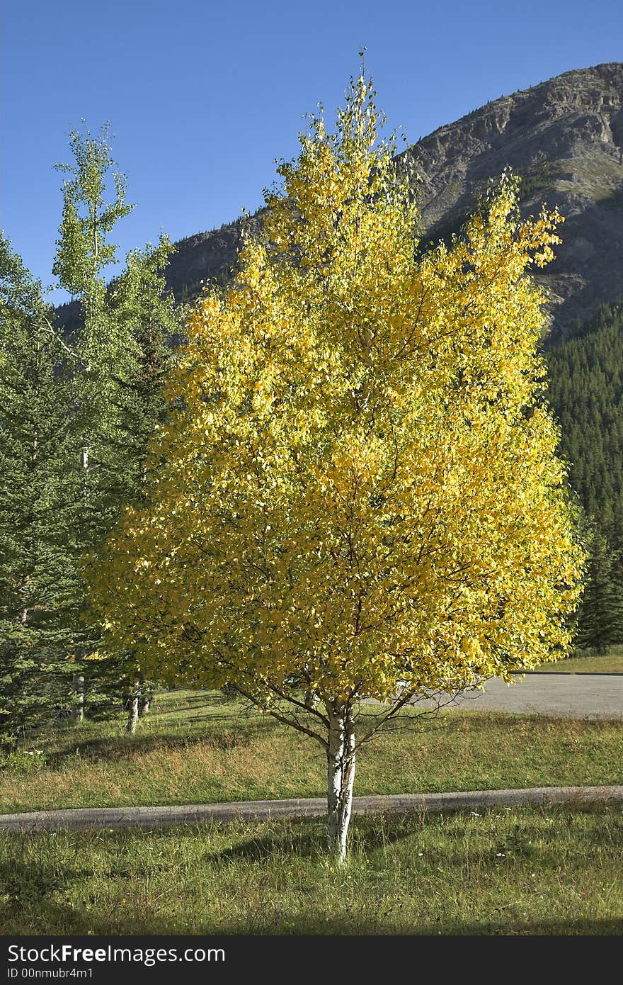 Trees with yellow and green foliage in mountain reserve. Trees with yellow and green foliage in mountain reserve