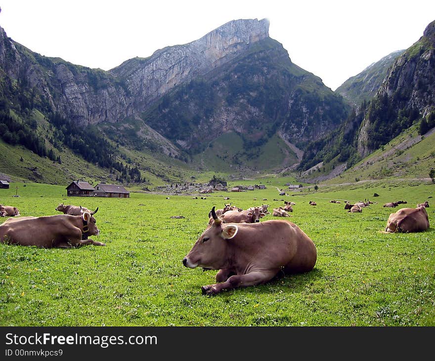 Herd of cows on Alpine meadow. Herd of cows on Alpine meadow