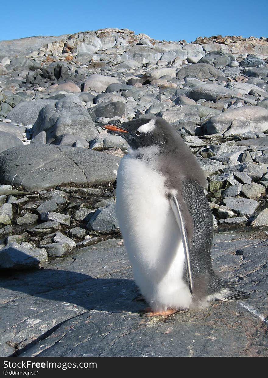 Gentoo penguin at Peterman Island