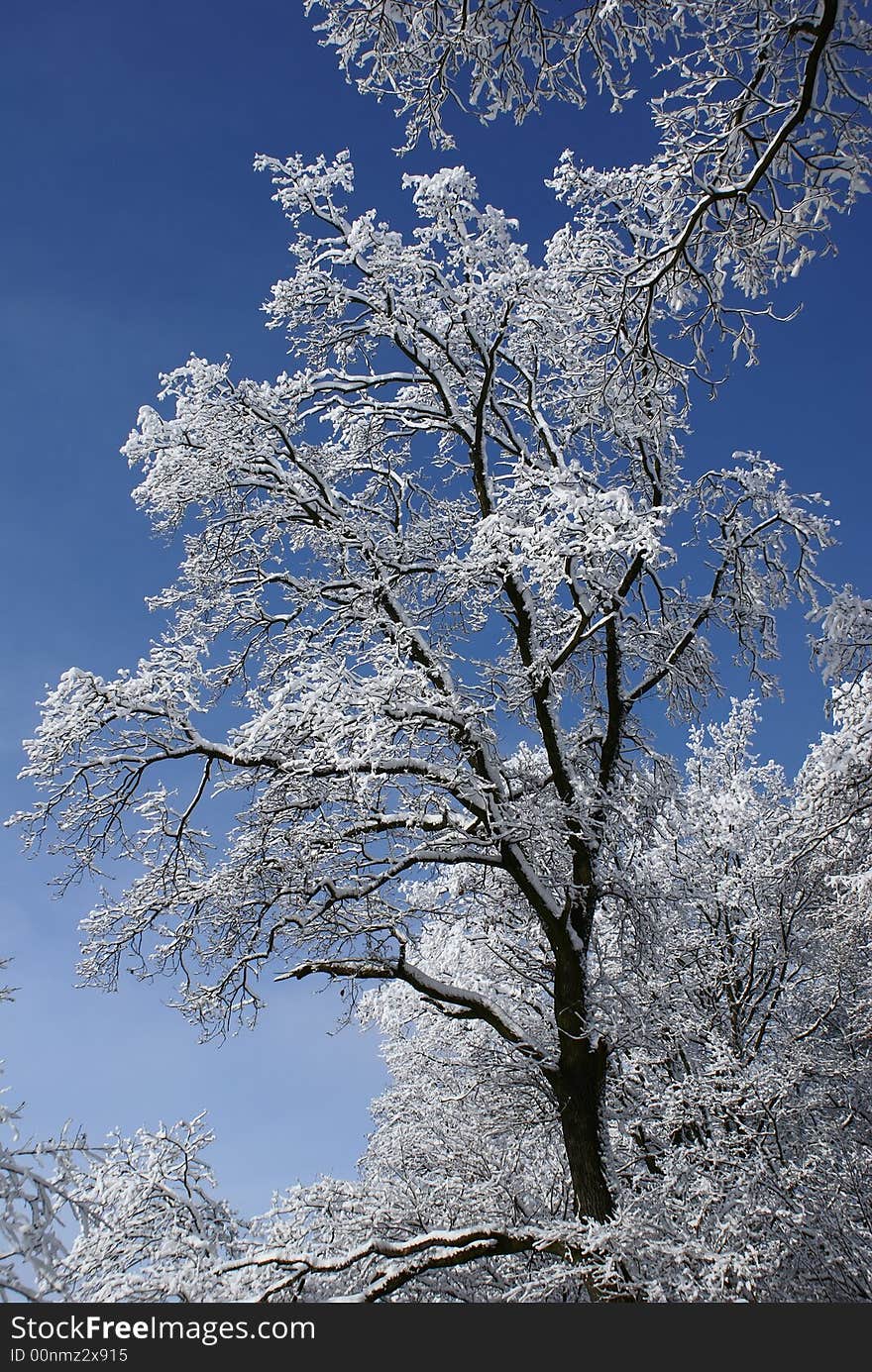 Snow-covered trees in a forest