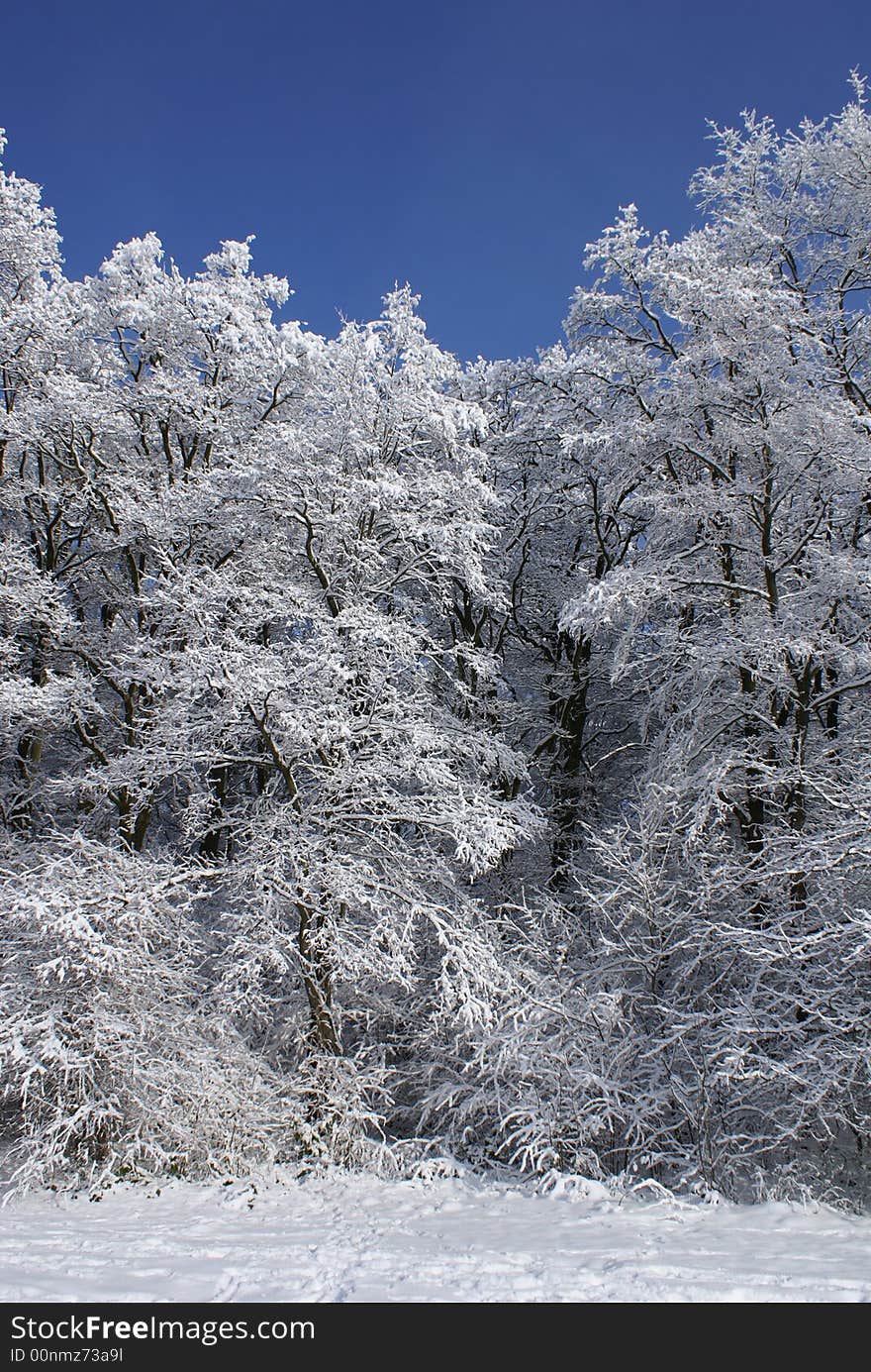 The forest in winter clothes. The forest in winter clothes