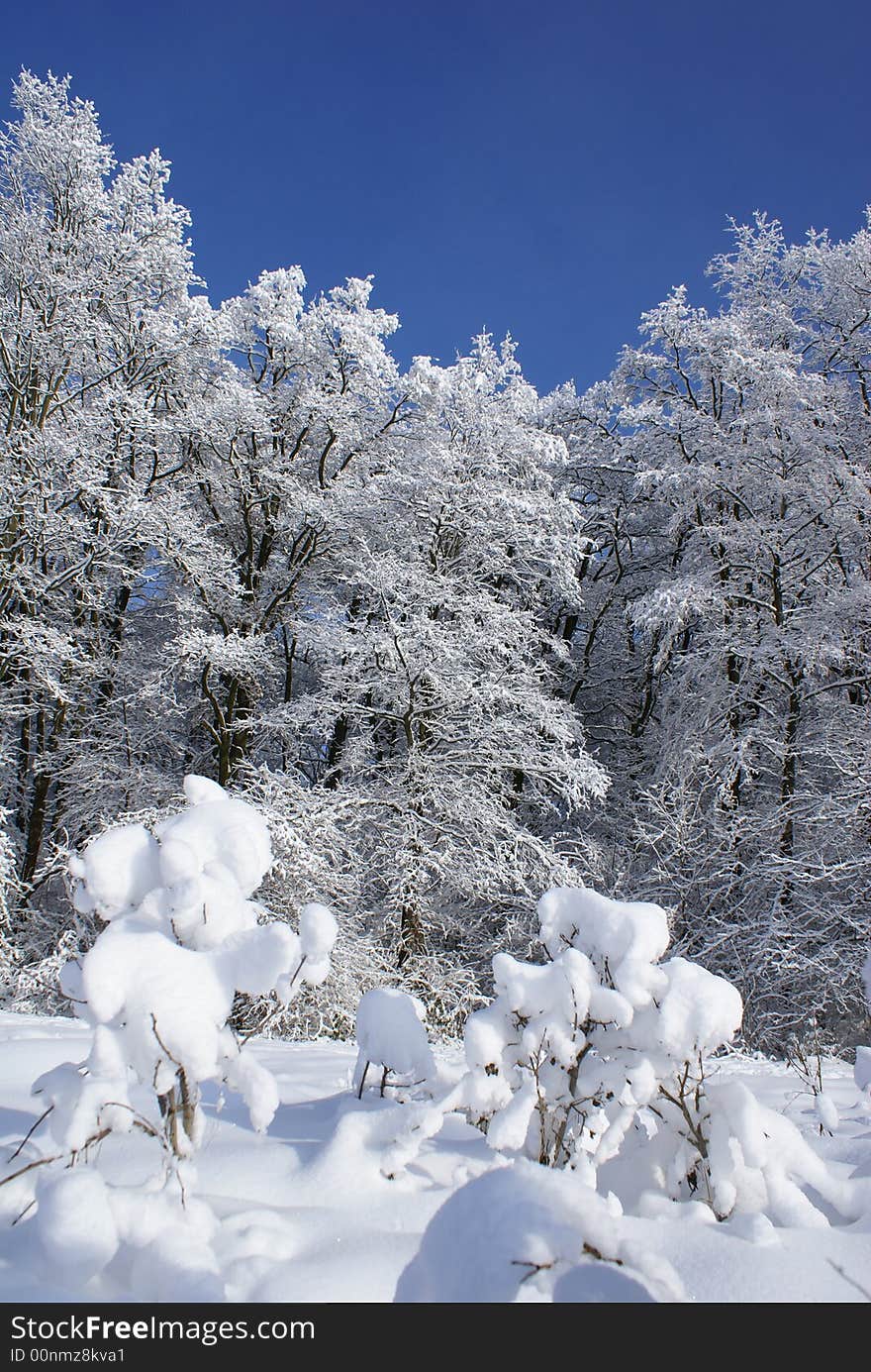 Snow-covered wood in a sunny day. Snow-covered wood in a sunny day