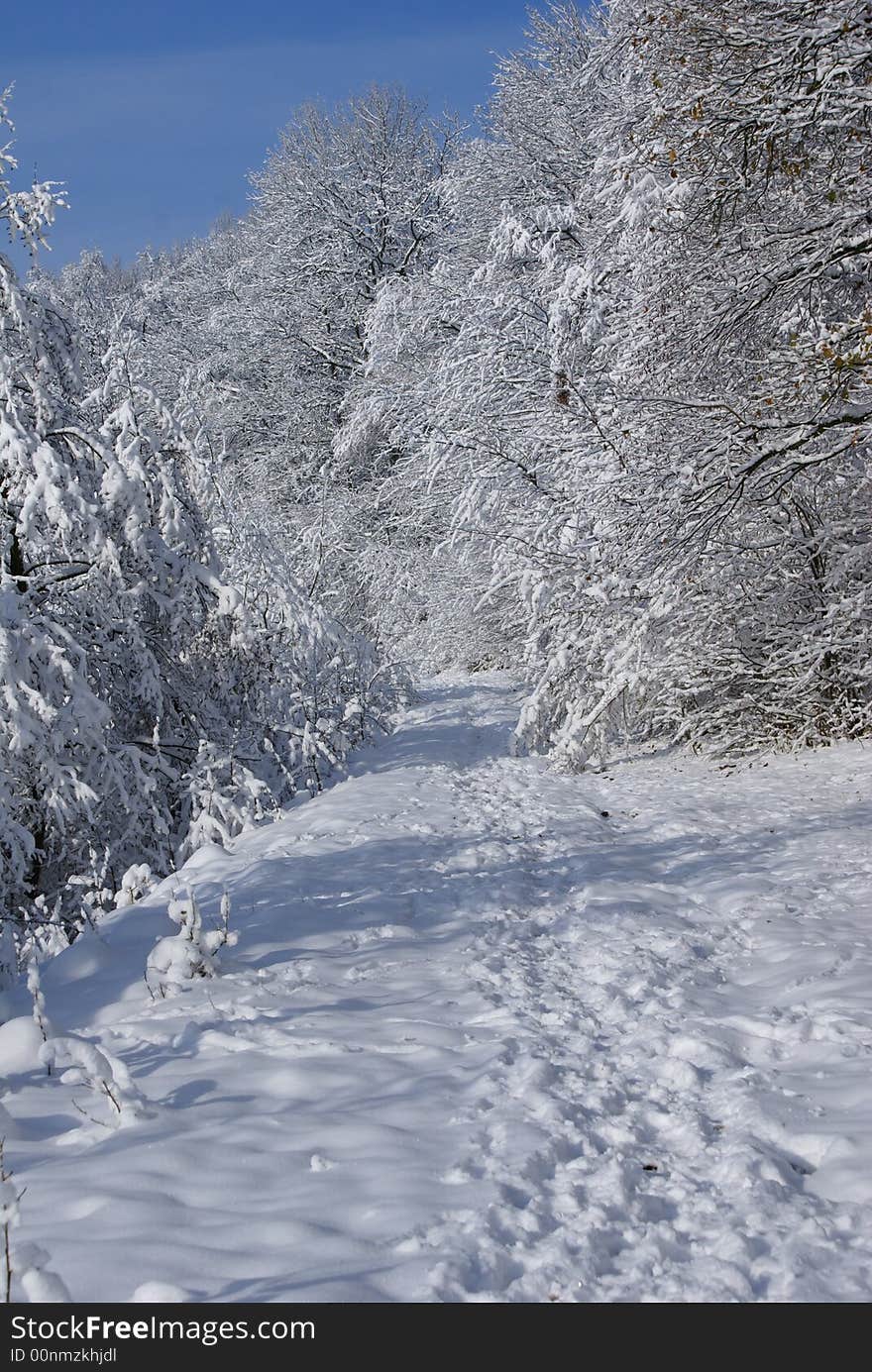 Snow-covered wood in a sunny day. Snow-covered wood in a sunny day