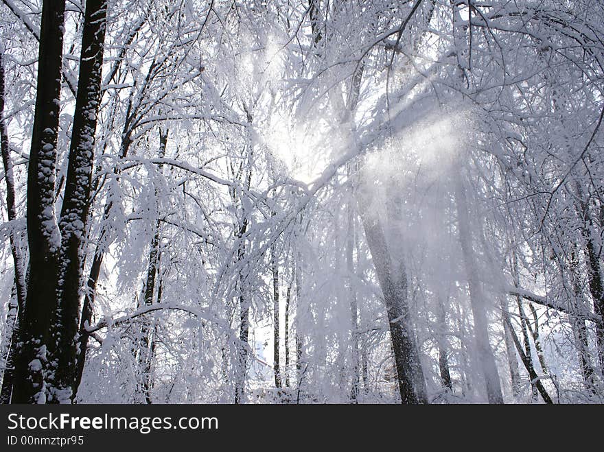 The snow is showered from trees. The snow is showered from trees