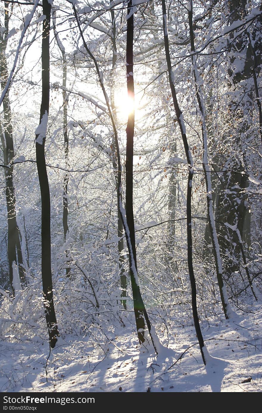 Snow-covered trees in a forest. Snow-covered trees in a forest