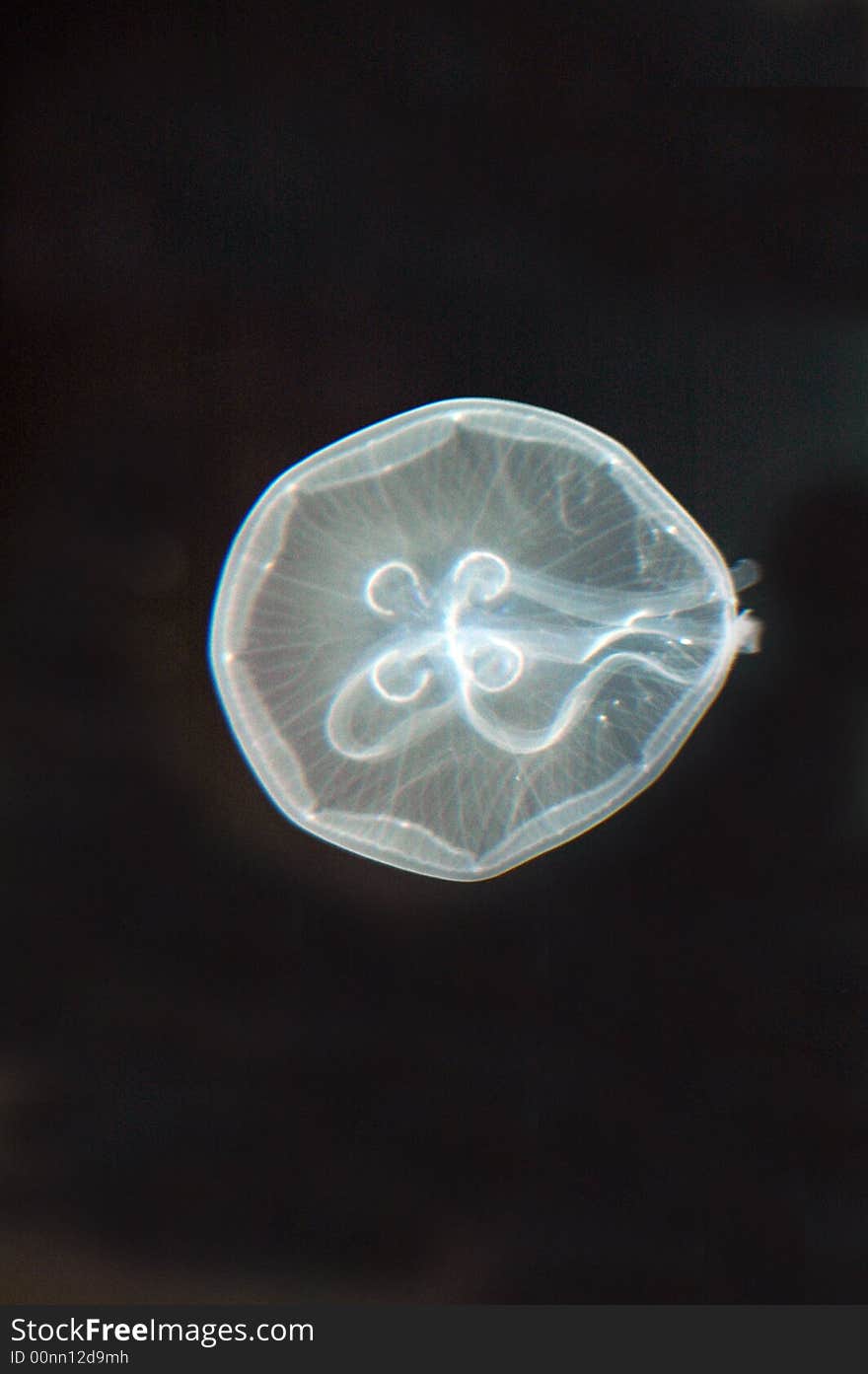 A moon Jellyfish.  Photographed with a Nikon f1.8 50mm prime lens.